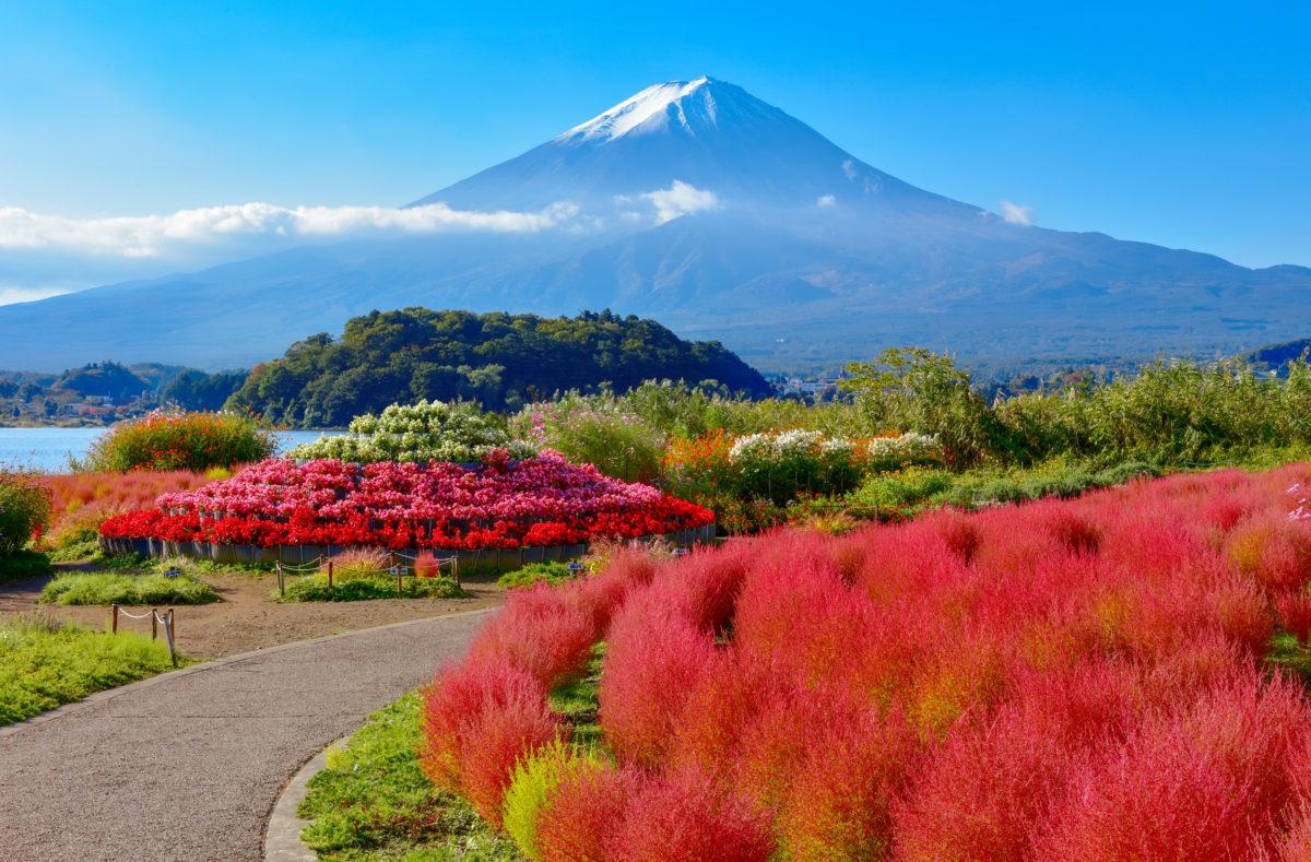 Mont Fuji et lac Kawaguchi Parc Oishi Kochia, préfecture de Yamanashi, Japon