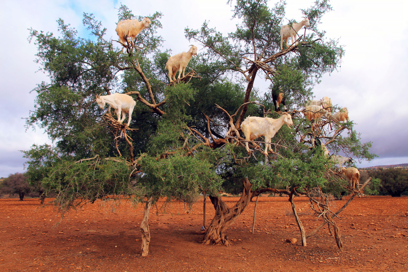 Chèvres sur arbres argileux entre Marrakech et Essaouira Maroc