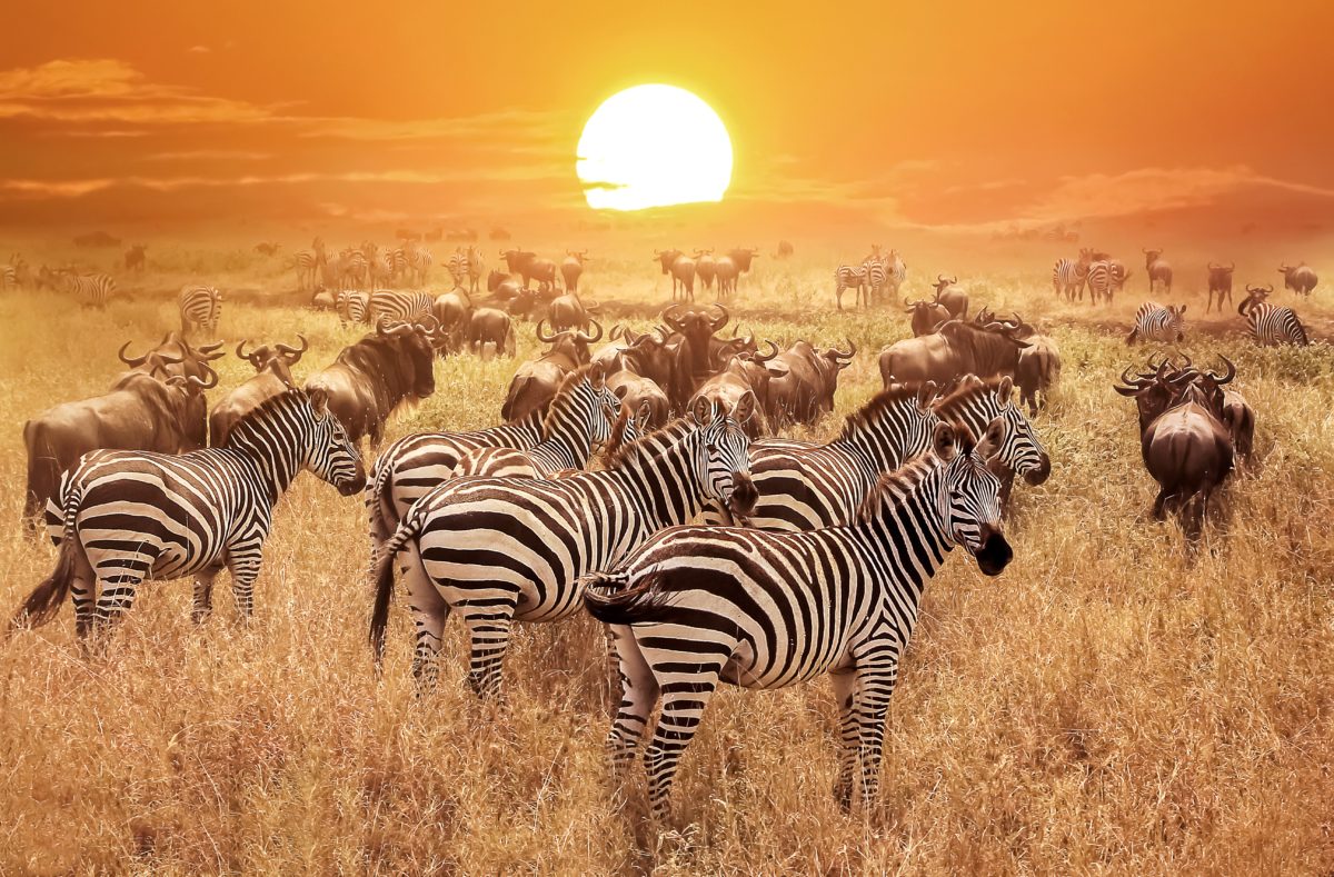 Visiter le parc de Serengeti au coucher du soleil en Tanzanie
