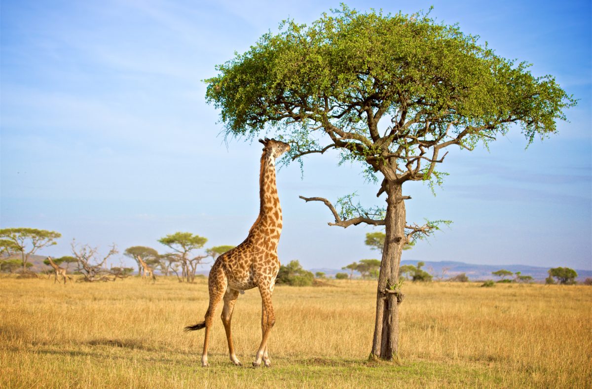 Visiter la réserve de Grumeti, voyage en Tanzanie
