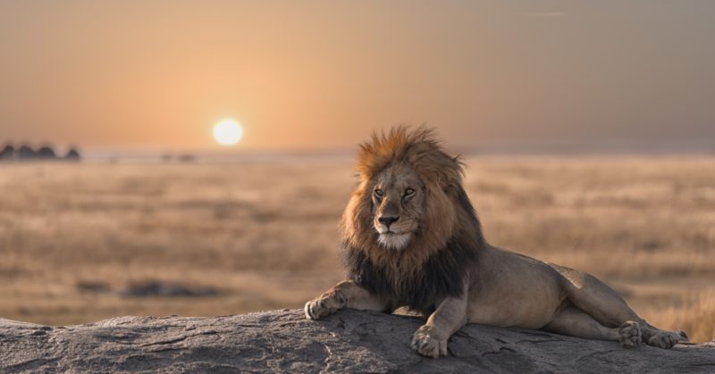 Voyage en groupe en Tanzanie à la découverte des animaux