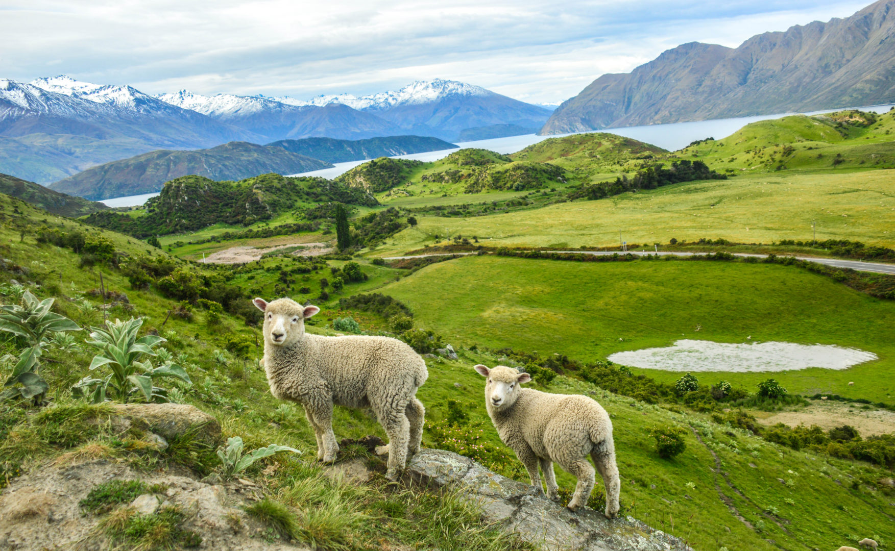 Moutons à Roy's Peak Track à Wanaka, Nouvelle-Zélande