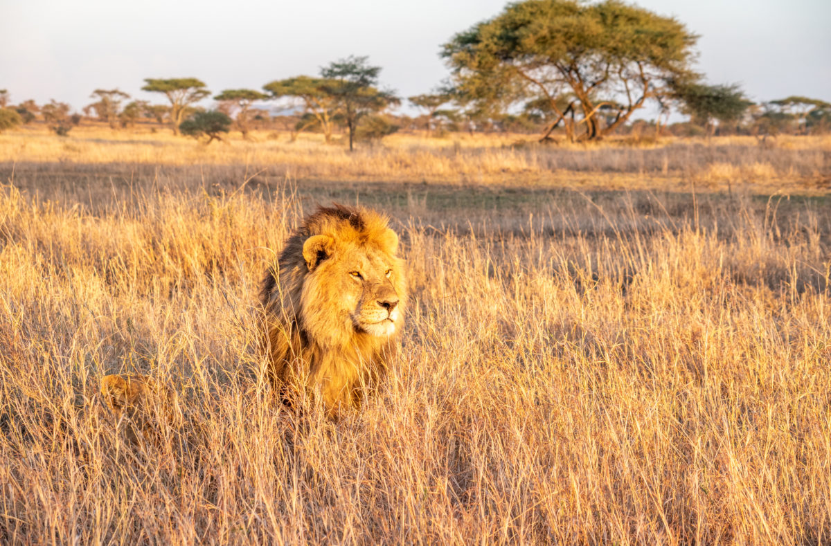 Lion dans la savane, voyage en Tanzanie