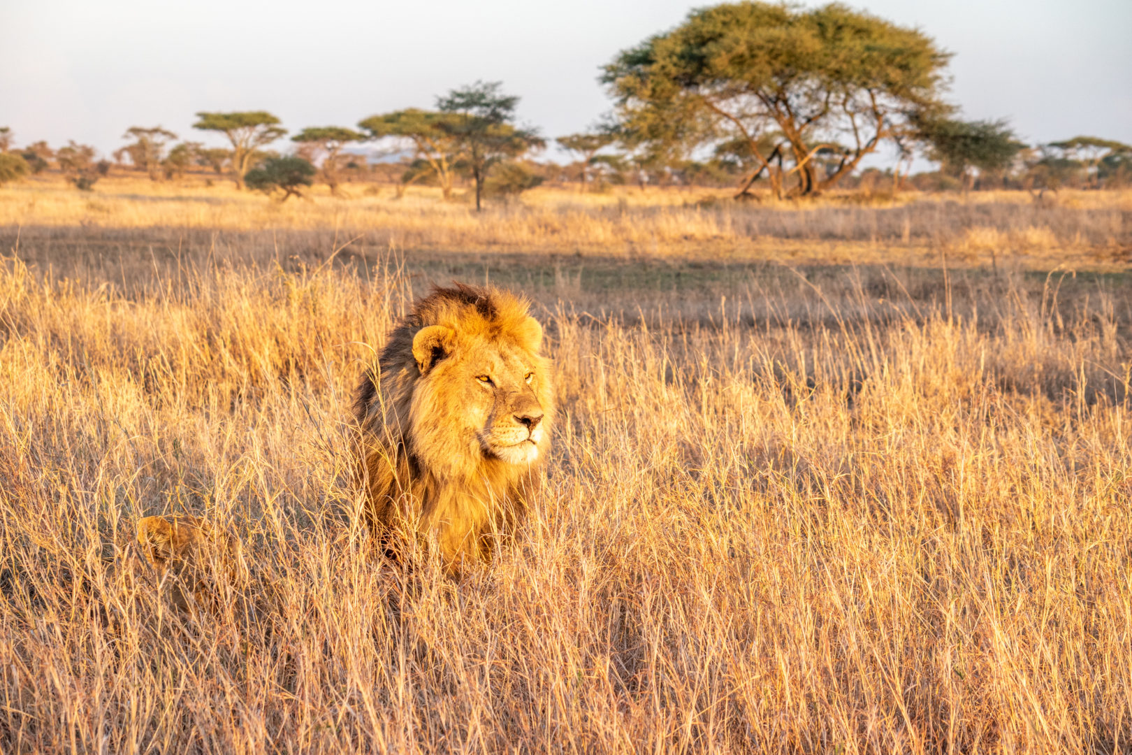 Lion dans la savane, voyage en Tanzanie