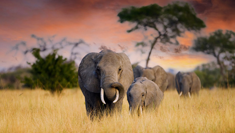 Éléphants dans le Parc national de Tarangire en Tanzanie
