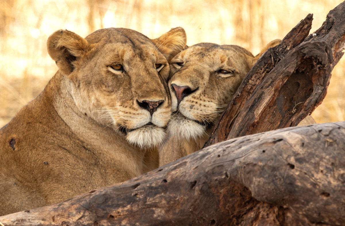 Lions dans le Parc national de Tarangire, voyage en Tanzanie