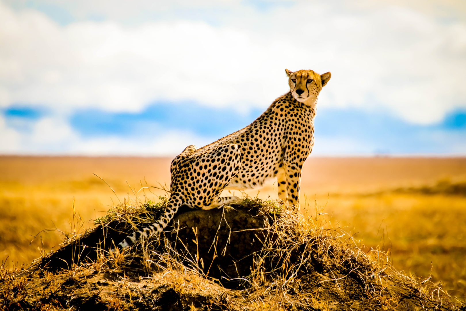 Guépard dans le Parc national du Serengeti, voyage en Tanzanie