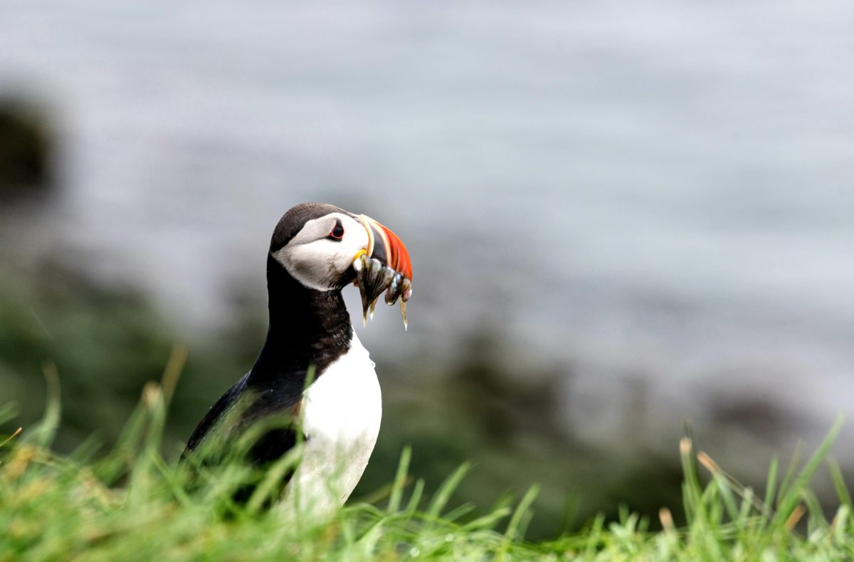 Heimeay, îles Vestmann en Islande