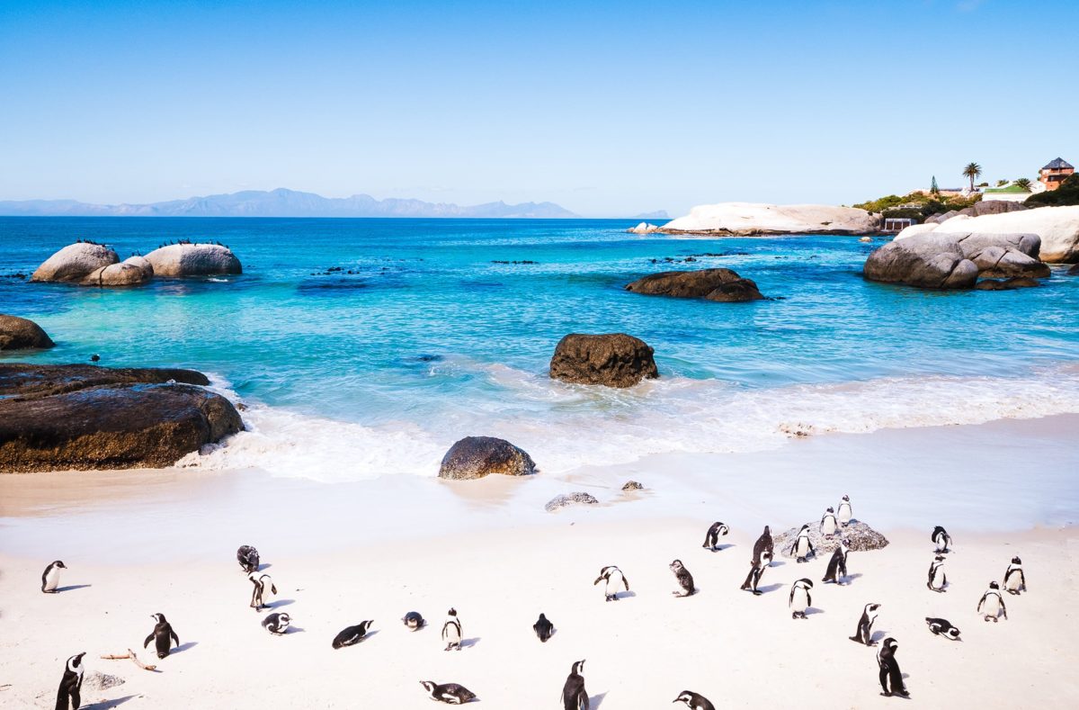 Boulders Beach les manchots du Cap