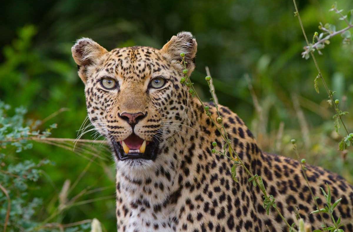 Parc national Kruger, guépard