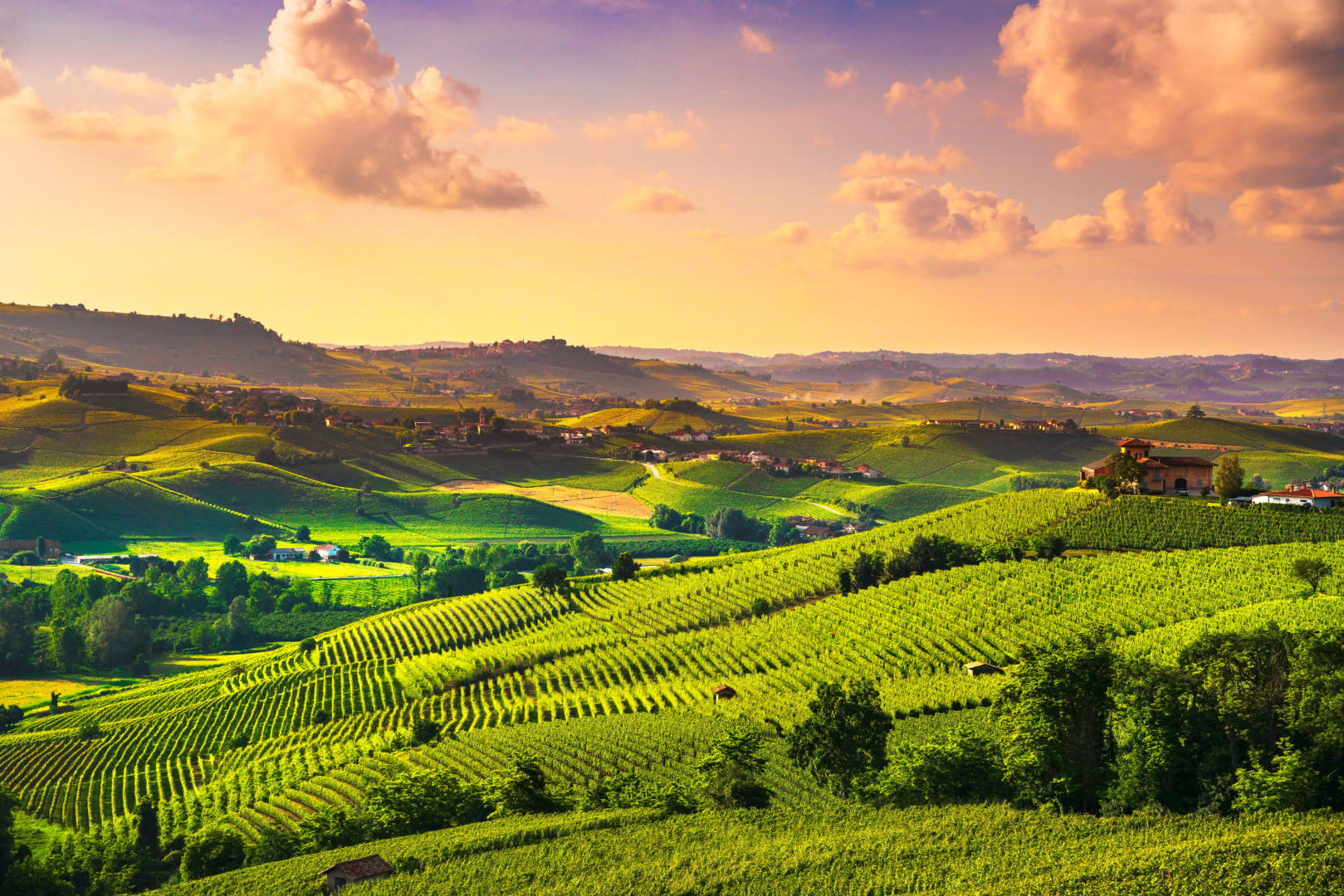 Vignes des Langhe au coucher du soleil vers Barolo, Italie