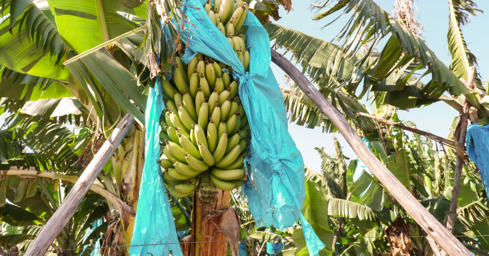 Plantation bananes en Afrique du Sud