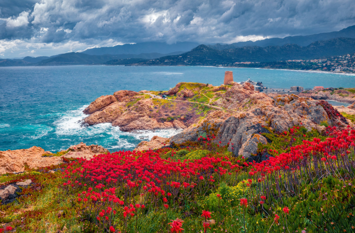 Fleurs rouges au cap de la Pietra avec la tour de l'ile-Rousse, Corse