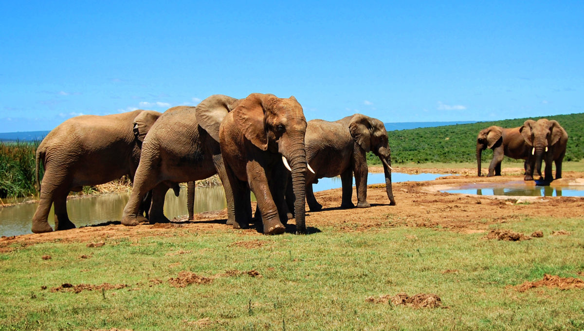 Éléphants dans le Parc national Kruger, voyage en Afrique du Sud