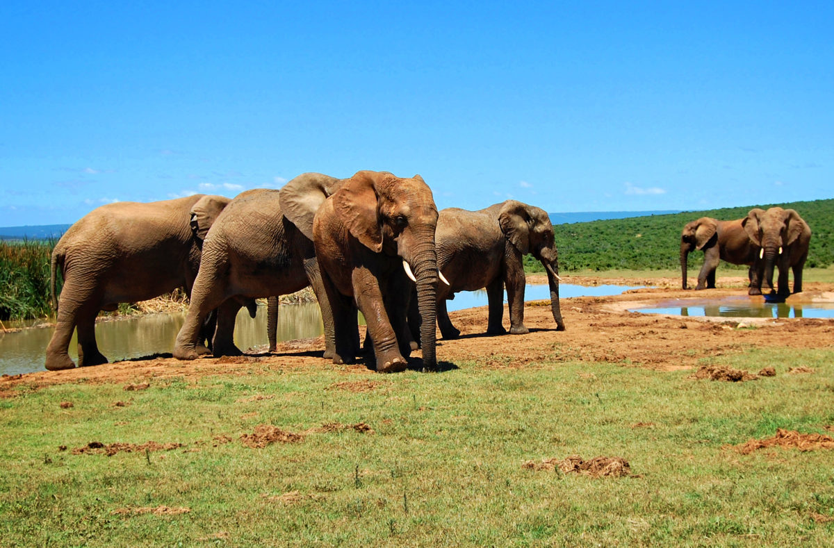 Parc national Kruger, éléphants