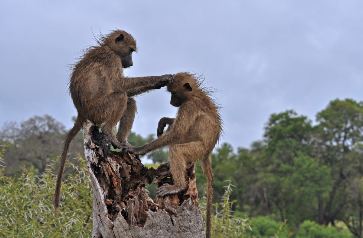Parc national Kruger, babouins