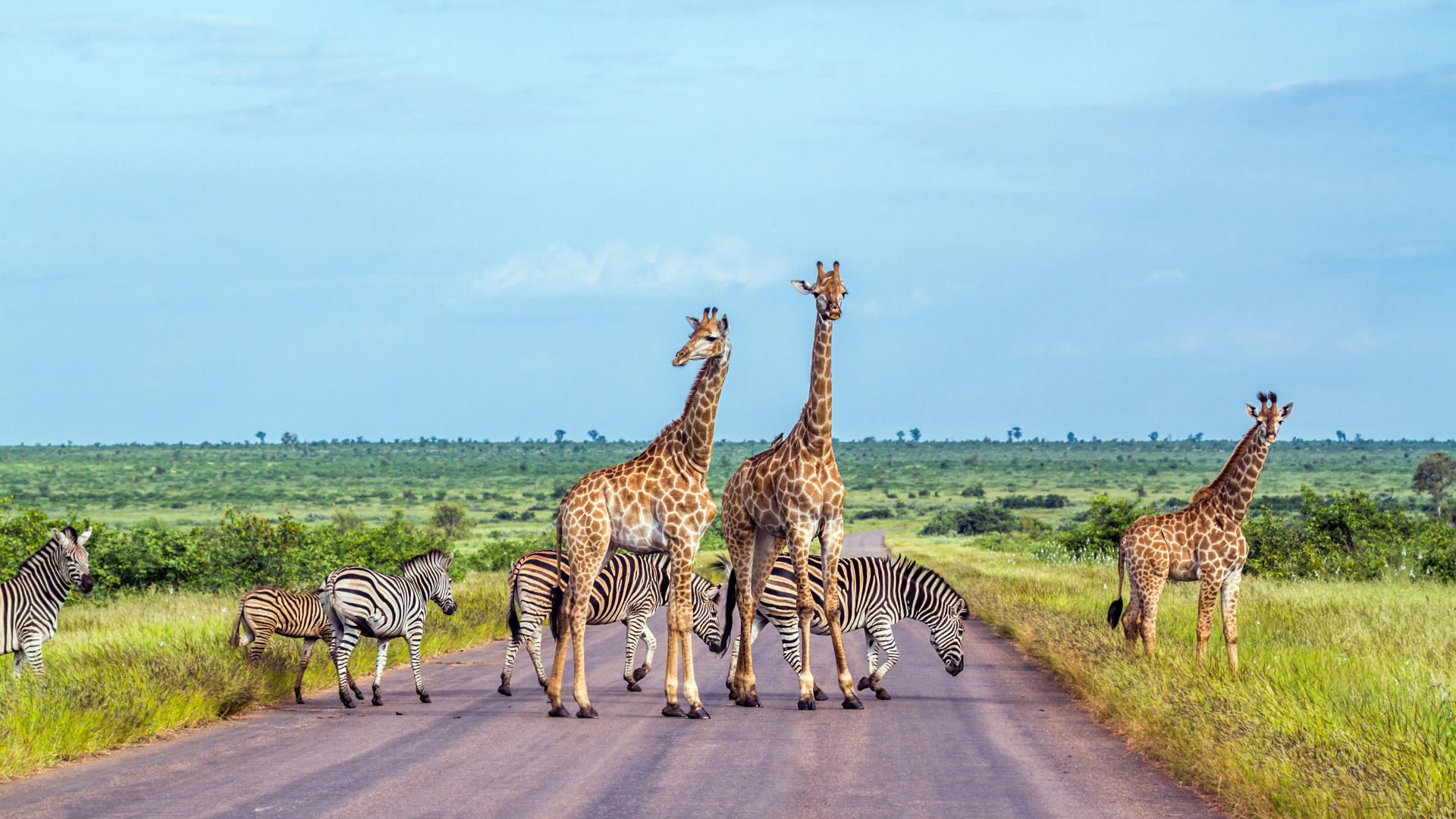 Parc national Kruger, zèbres et girafes, voyage Afrique du Sud