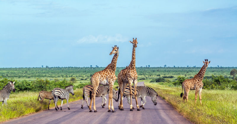 Parc national Kruger, zèbres et girafes