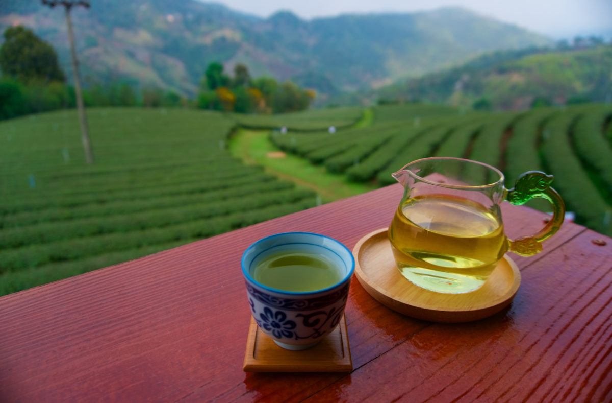 Tasse de thé face aux plantations de thé à Doi Mae Salong, au nord de la Thaïlande