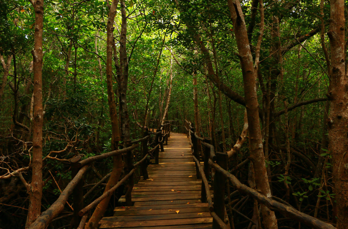 Pont de bois dans la forêt de Jozani au Zanzibar, Afrique de l'Est