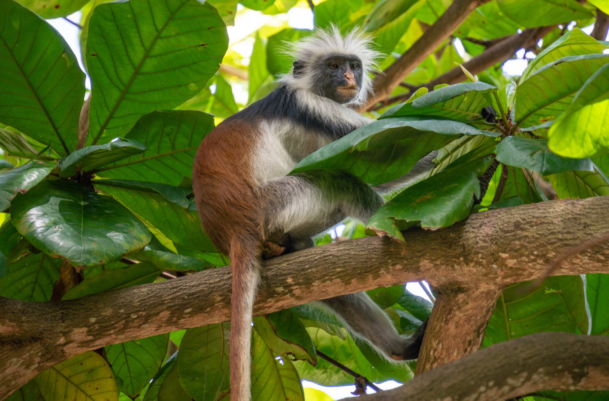 Singe colobus, forêt tropicale du Zanzibar, Afrique de l'Est