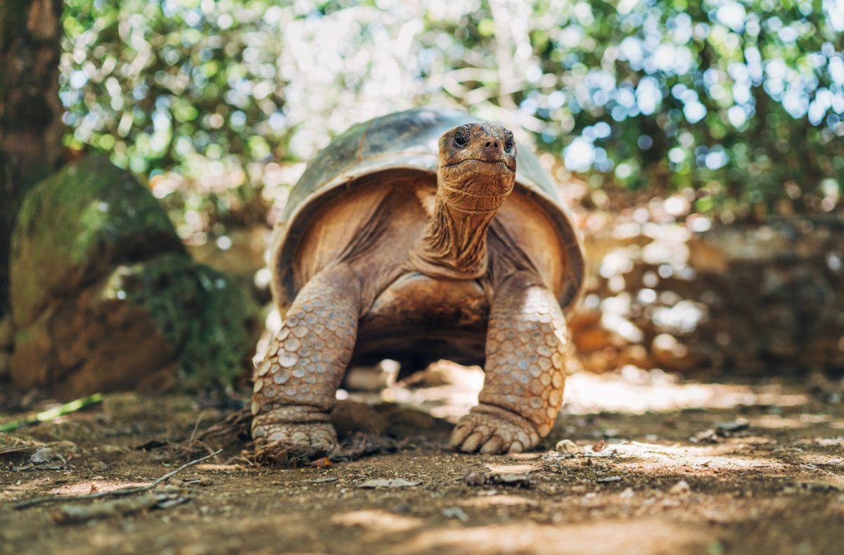 Tortue géante endémique d'Aldabra, l'une des plus grandes tortues de terre du monde, océan Indien