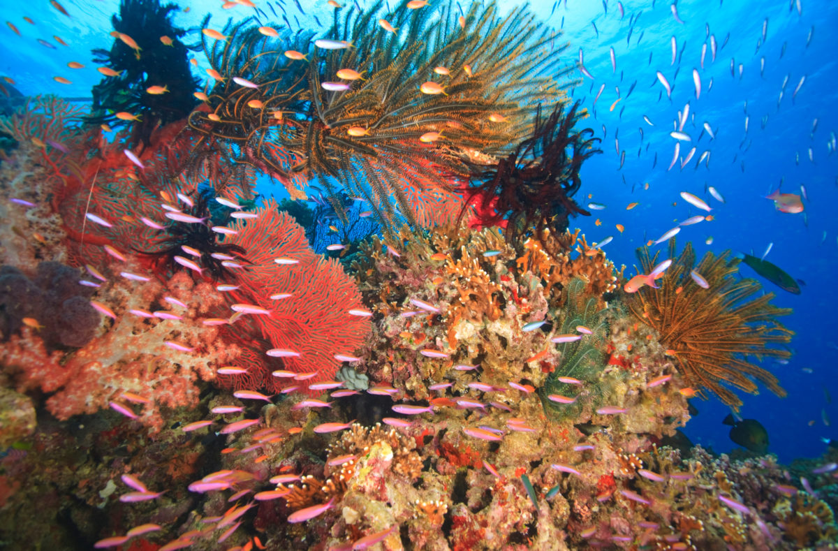 Récif corallien avec poissons tropicaux à Viti Levu, Fiji, Pacifique Sud