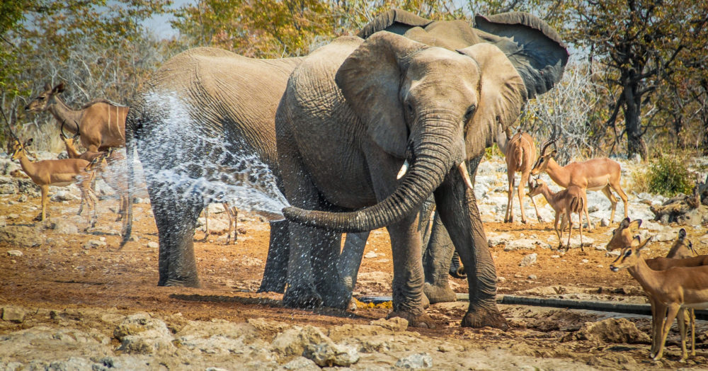Éléphants dans le Parc national d'Etosha, voyage en Namibie