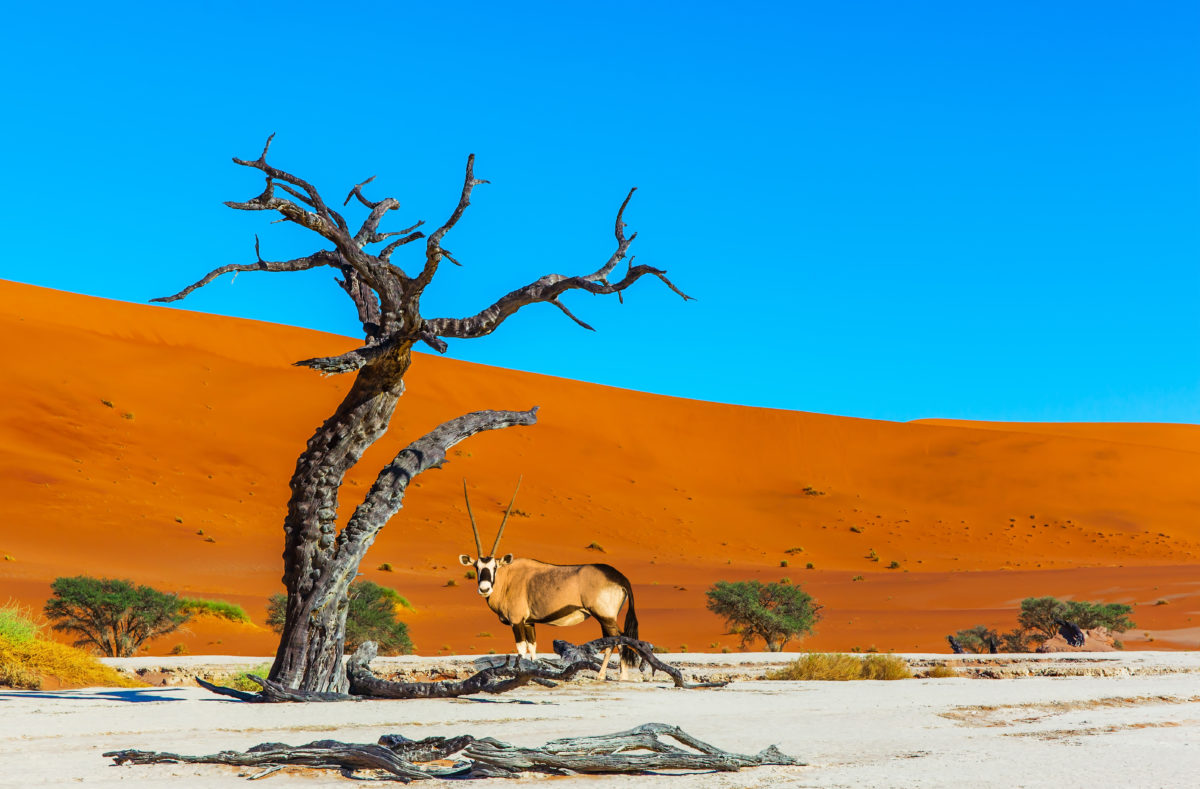 Désert de Namib, voyage en Namibie
