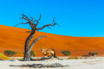 Rallye en Namibie