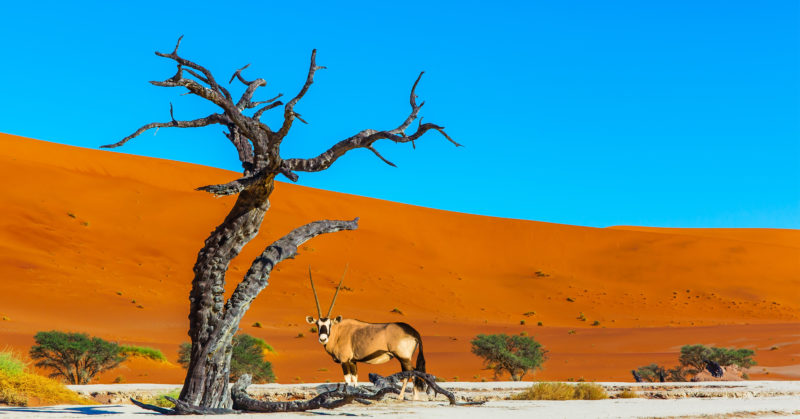 Désert de Namib, voyage en Namibie