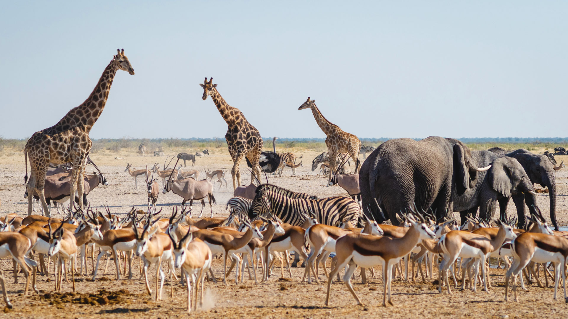 Animaux sauvages du Parc national d'Etosha, voyage au nord de la Namibie