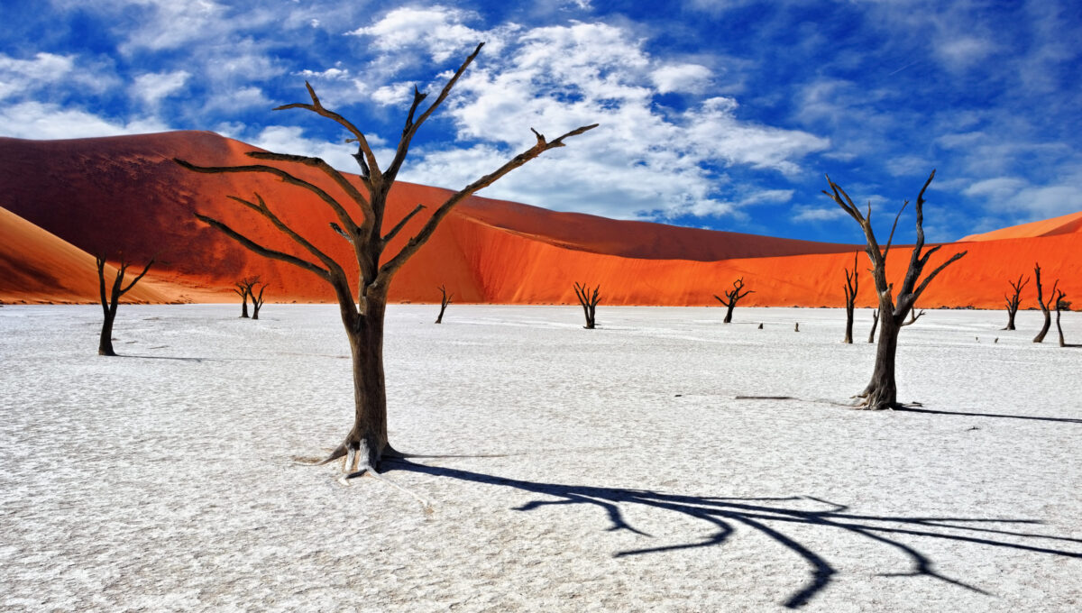 Camelthorn morts à Deadvlei, Sossusvlei. Parc national de Namib-Naukluft, voyage en groupe en Namibie.