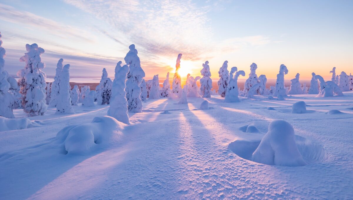 Paysage hivernal et arbres enneigés en Laponie finlandaise
