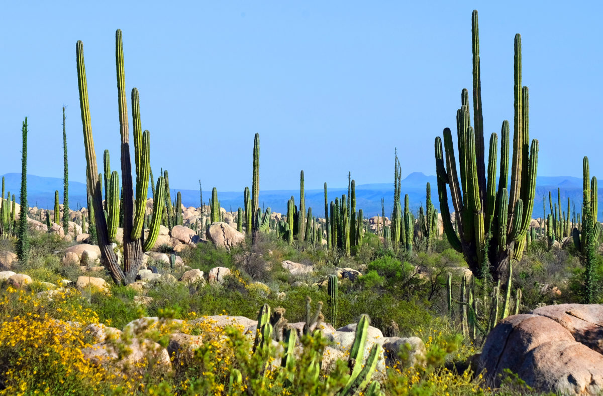 Vallée des Cactus en Basse Californie, Mexique