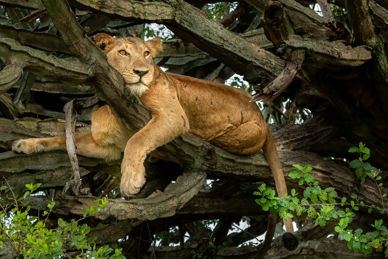 Ouganda – La Perle de l’Afrique