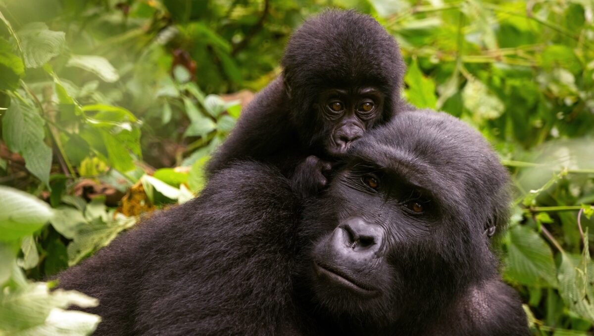 Ouganda – La Perle de l’Afrique