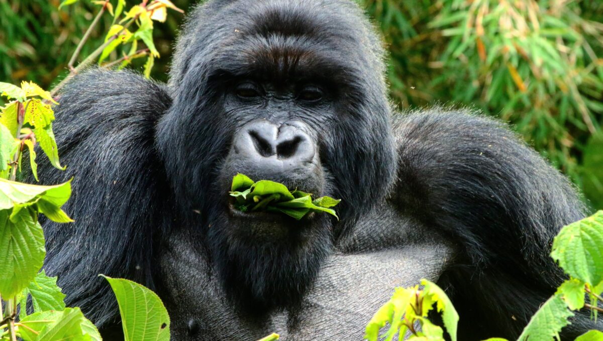 Gorille des montagnes en train de manger en Ouganda