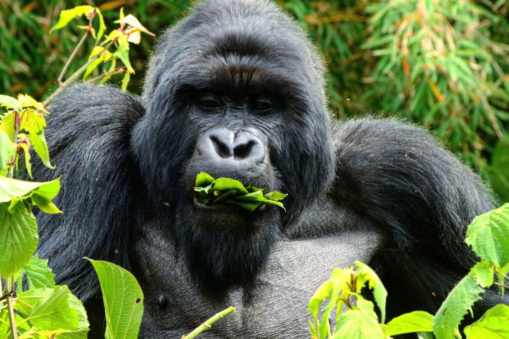 Ouganda – La Perle de l’Afrique