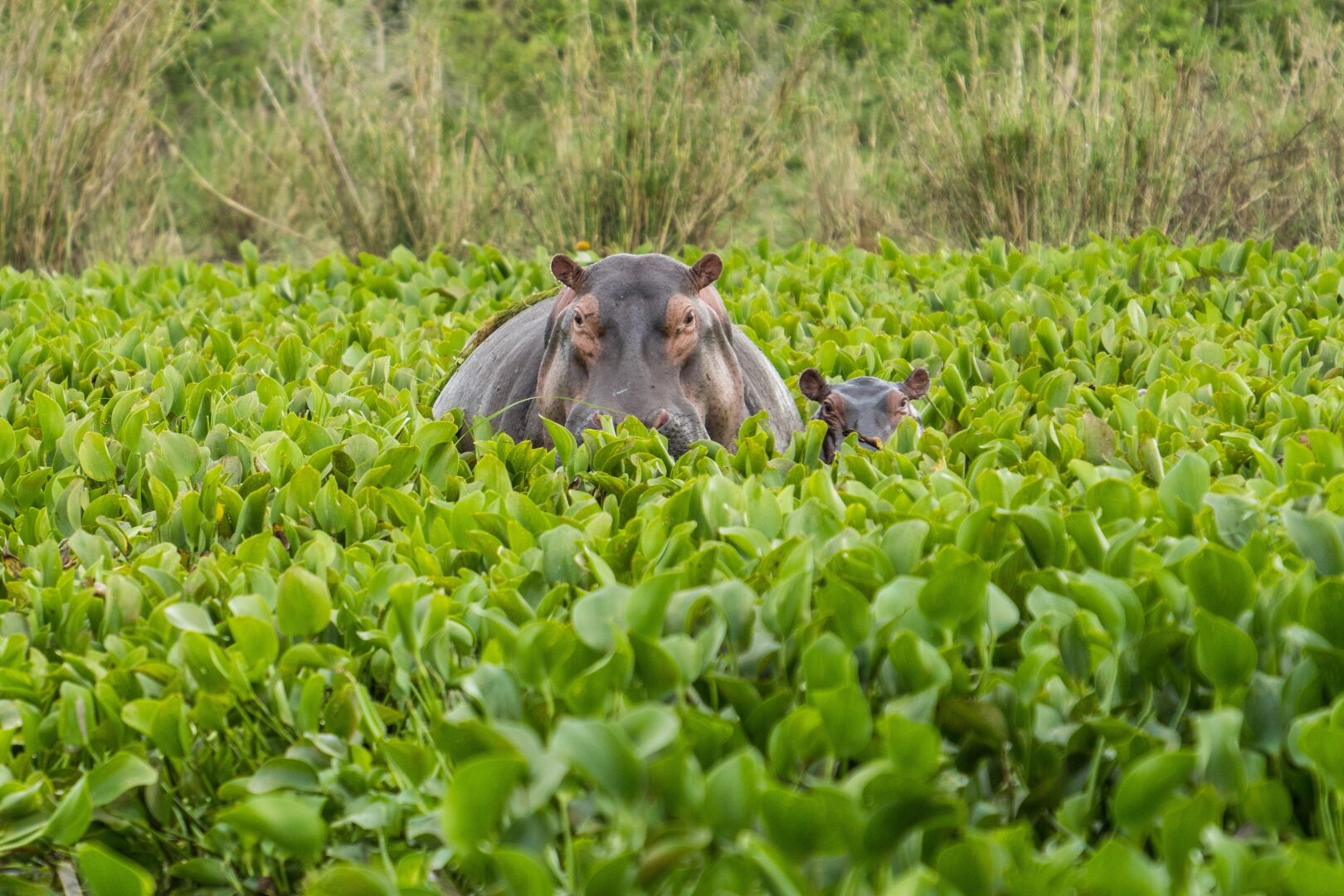 Ouganda – La Perle de l’Afrique