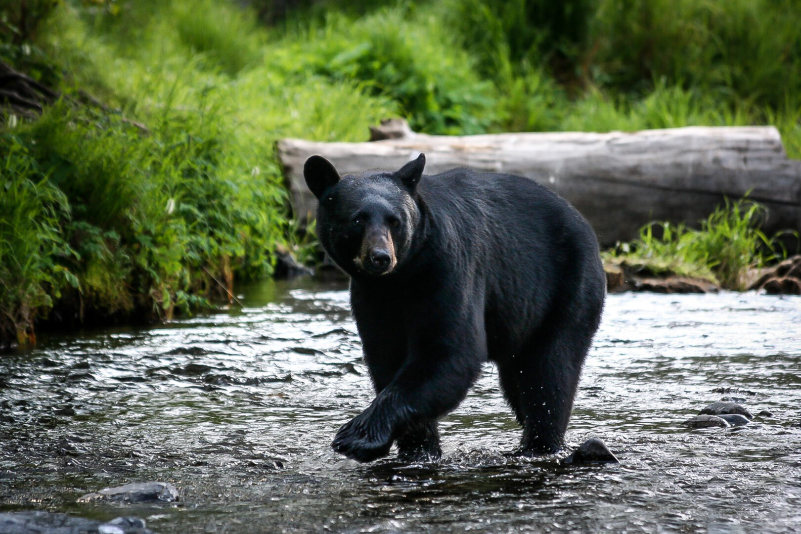 Ours brun dans les rivières d'Alaska