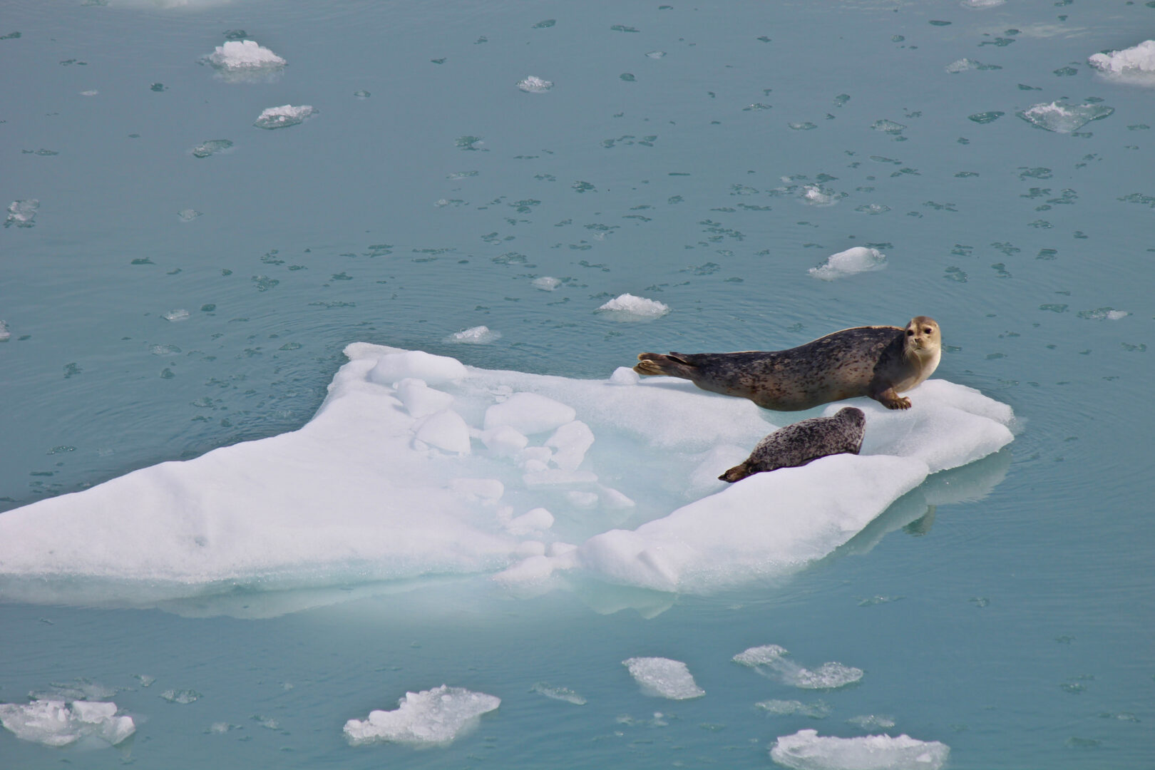 Phoques près du glacier Hubbard en Alaska