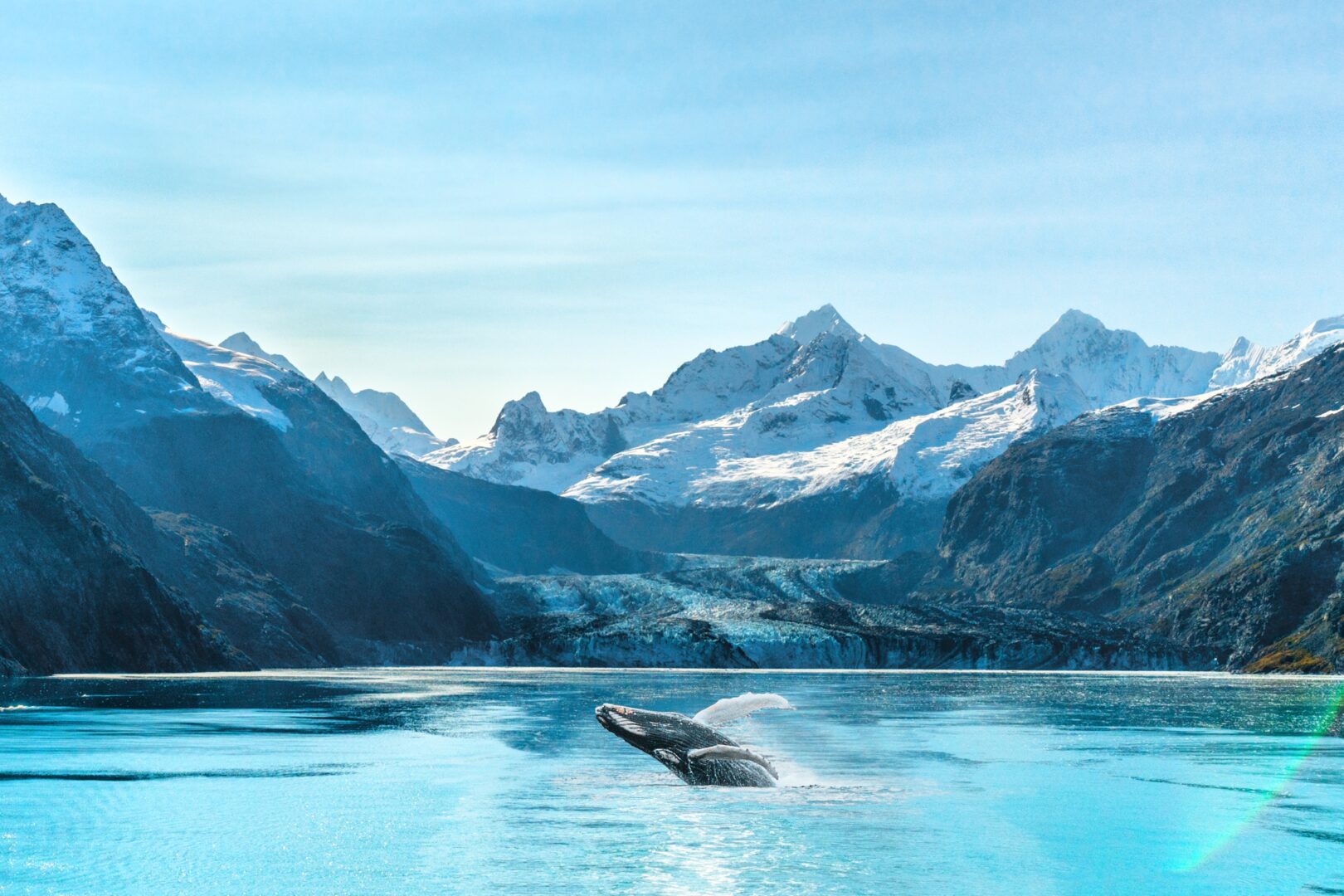 Croisière en Alaska à Glacier Bay avec un orque