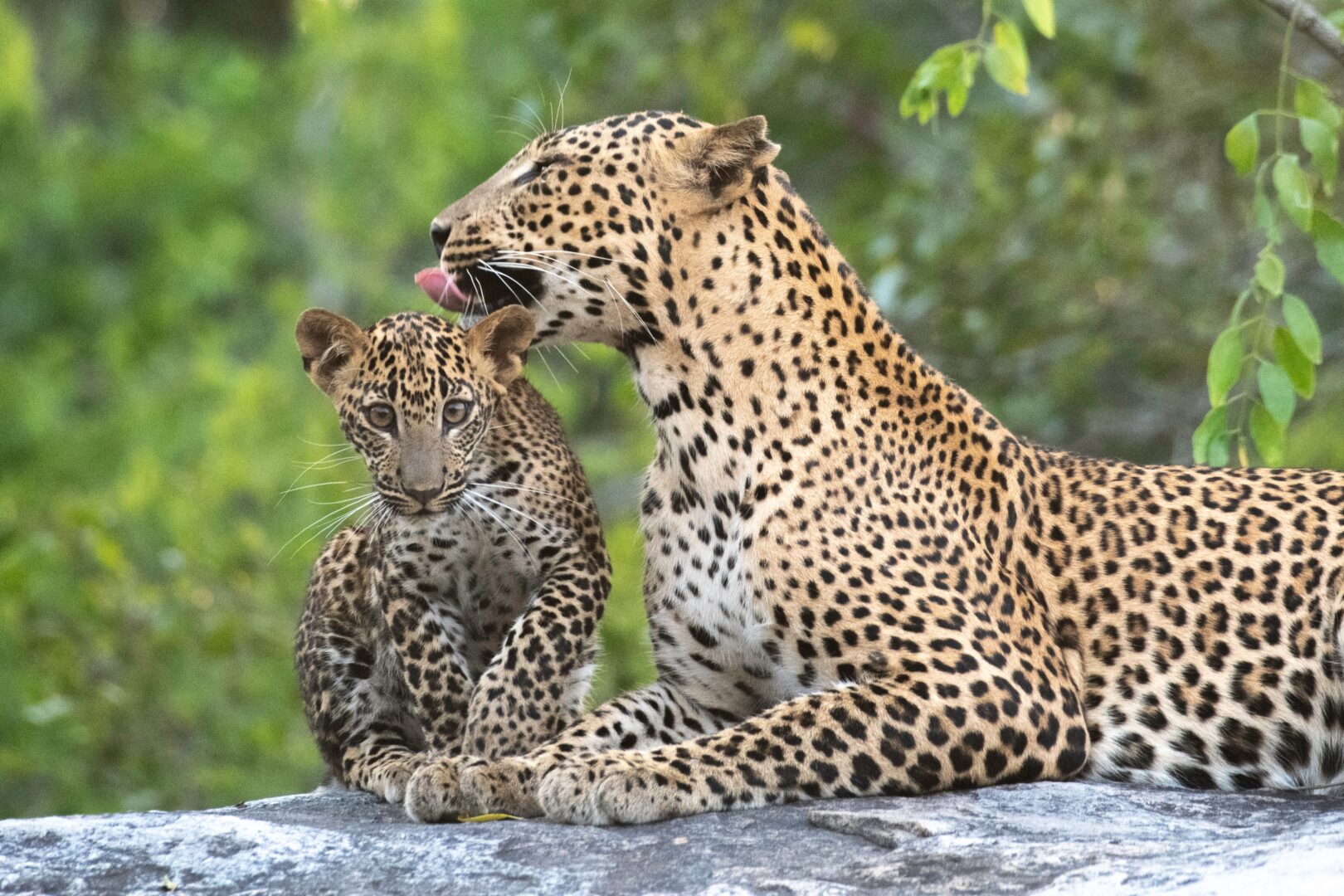 Mère léopard et son petit dans le parc national de Yala au Sri Lanka