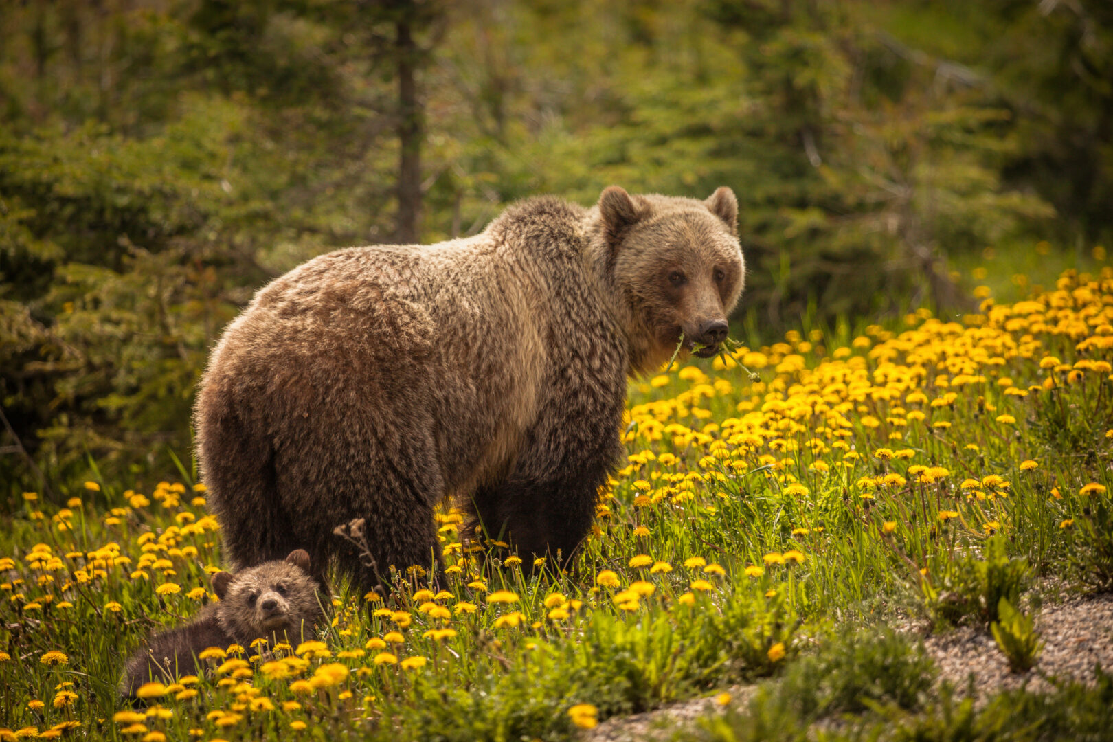 Ours au Park national à Jasper, Ouest Canada