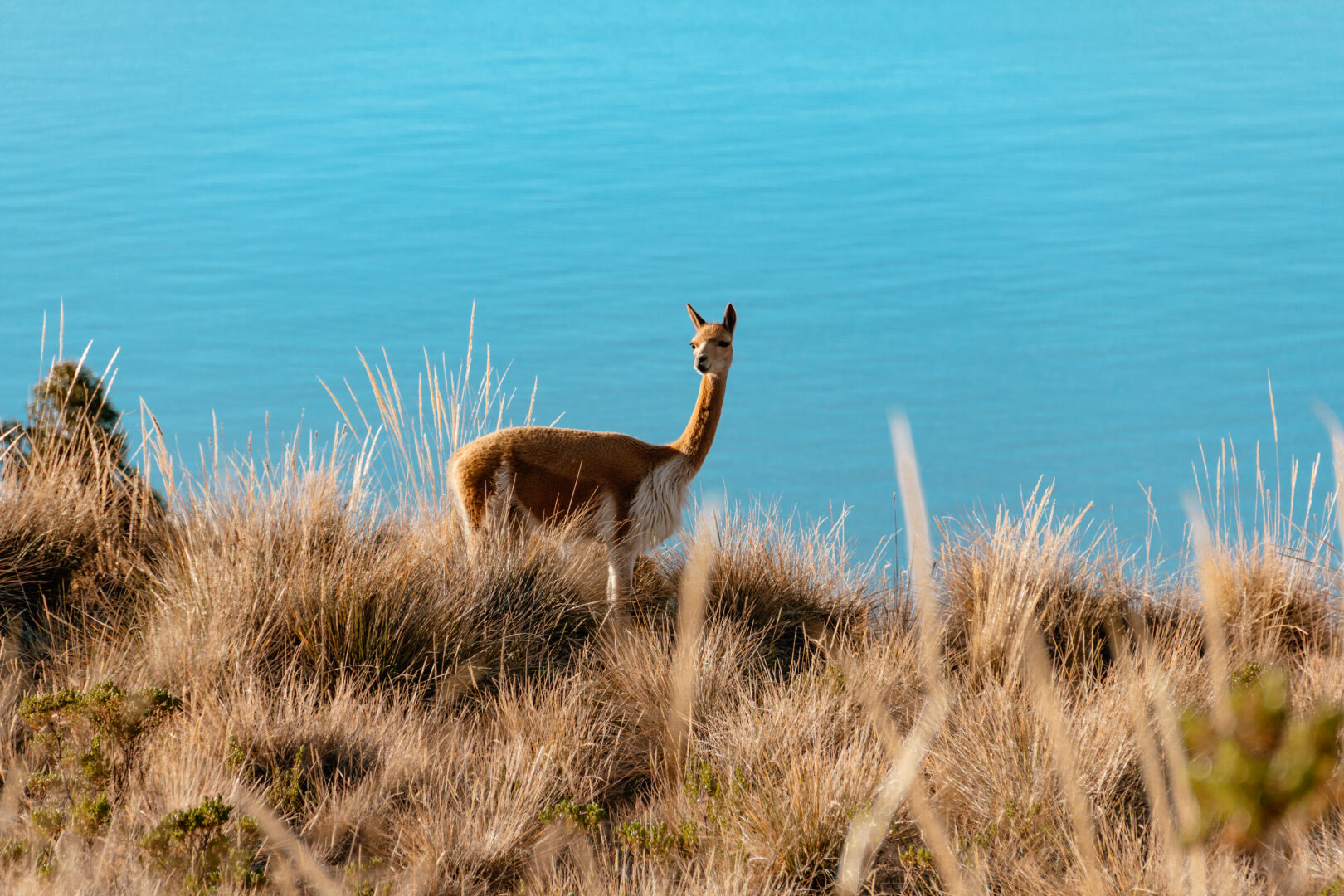 Vigogne sur l'île du lac de Titicaca au Pérou