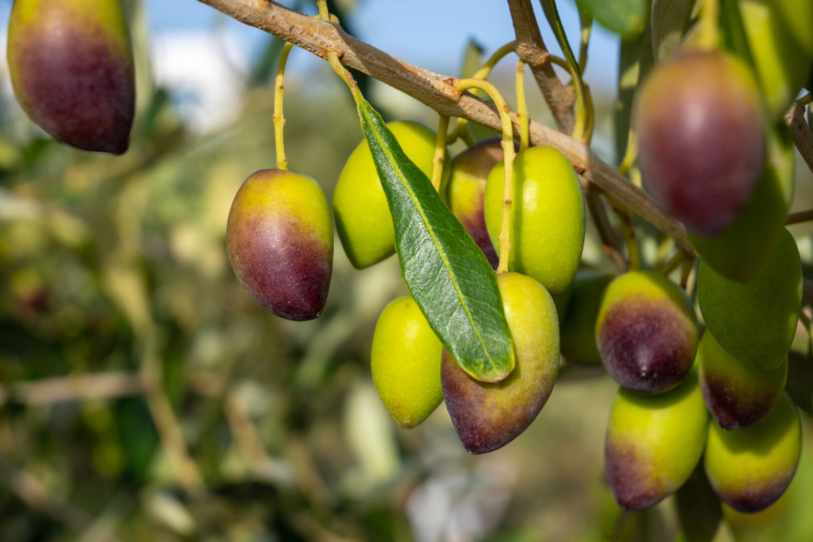 Olives de Kalamata en Grèce