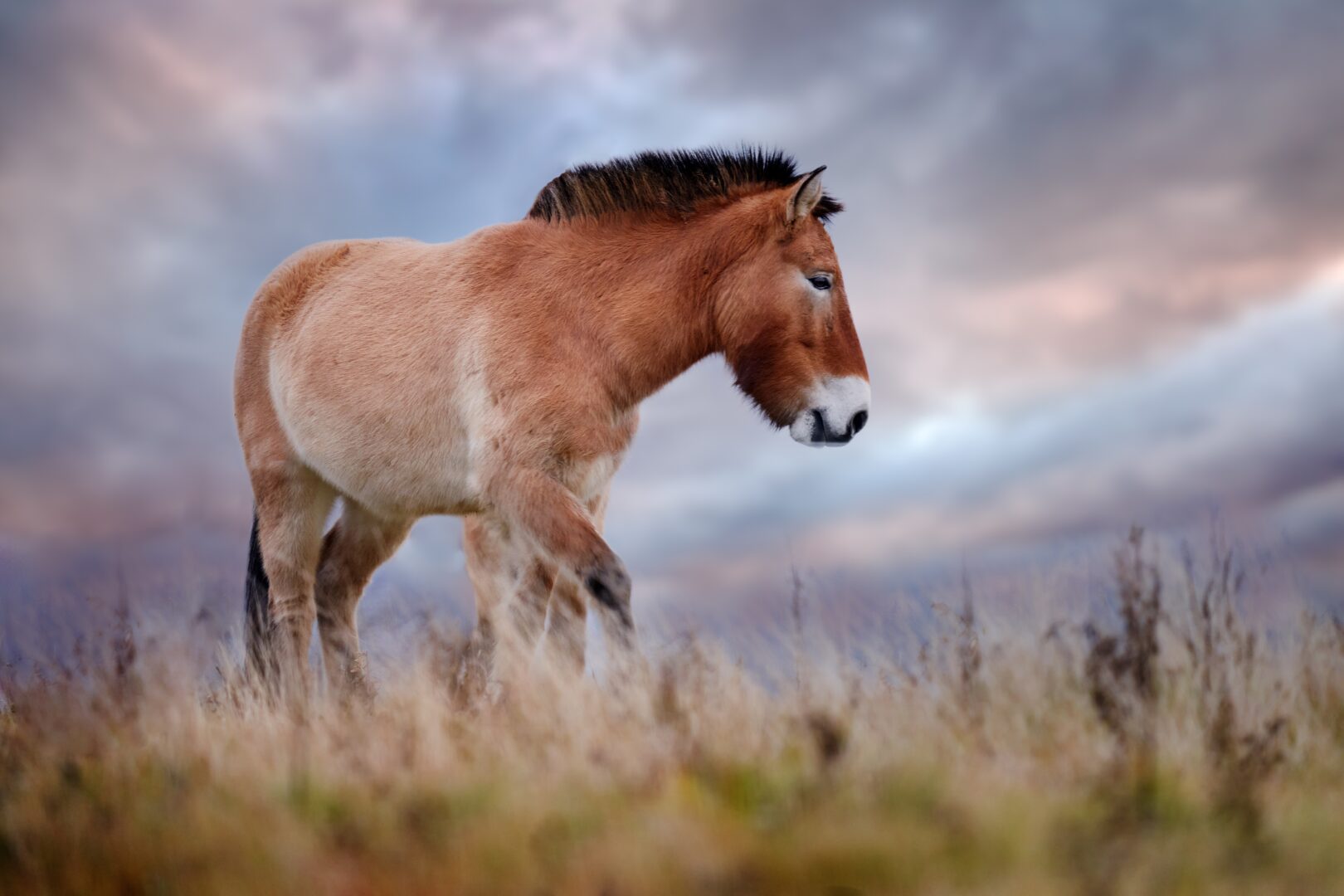 Le cheval Przewalski, dans le Parc national de Khustai en Mongolie