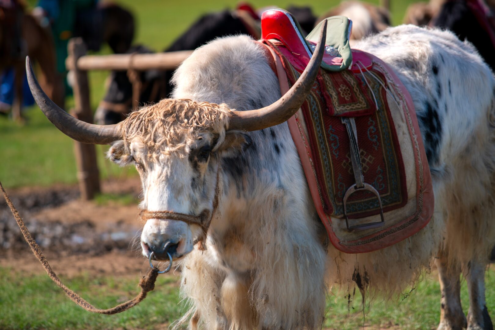Authentique show mongol en Mongolie