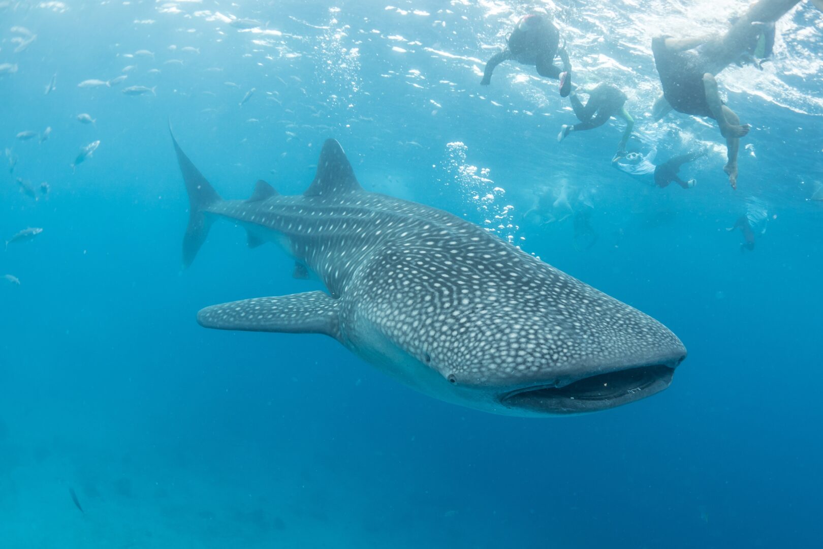 Requin-baleine aux Philippines